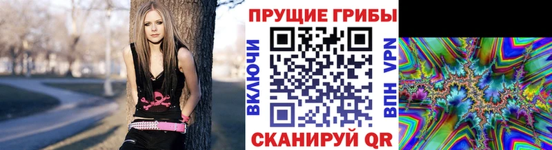 Псилоцибиновые грибы Cubensis где найти наркотики Новотроицк